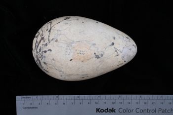 Media type: image;   Ornithology 359388 Description: Image of egg.. view of entire egg.;